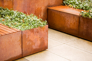Green plants in corten flower pot close up.
