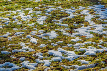 Snow melts on the green grass of the lawn in late winter or early spring