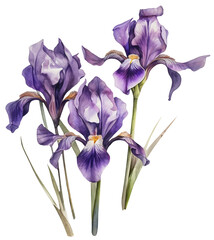 Watercolor illustration of Iris flower. Transparent background, png