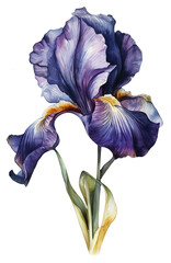 Watercolor illustration of Iris flower. Transparent background, png
