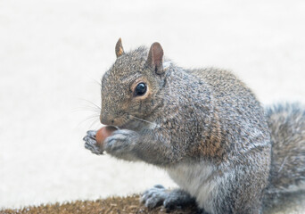 Eastern Gray Squirrel Rolling Acorn, Close Up