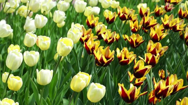 Many yellow red tulips grow on a flower bed in a city park