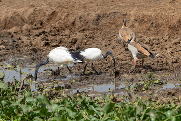 African Sacred Ibis (Threskiornis aethiopicus) and Egyptian goose (Alopochen aegyptiacus)