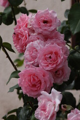 Beautiful Rose, Rose, Bengal, Rose bengal, Wunderschöne Rosen, rot, rosa, aufgeblüht, mehrere