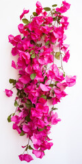 Vibrant Pink Bougainvillea Branches Isolated on White Background

