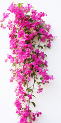 Vibrant Pink Bougainvillea Vine Isolated on White Background

