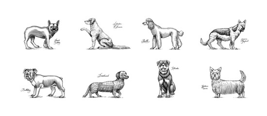 Dogs In This Drawing. Different breeds of domestic animals. Puppy characters design collection. Engraved hand drawn monochrome sketch. Vintage line art. - obrazy, fototapety, plakaty