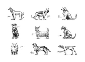 Dogs In This Drawing. Different breeds of domestic animals. Puppy characters design collection. Engraved hand drawn monochrome sketch. Vintage line art.
