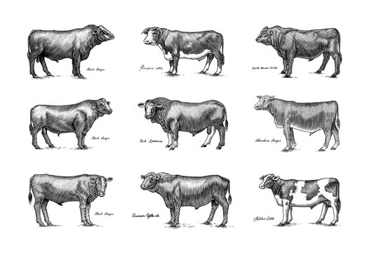 A Group Of Cows Standing Next To Each Other On A White Background. Farm cattle bulls. Different breeds of domestic animals. Engraved hand drawn monochrome sketch. Vintage line art. © artbalitskiy