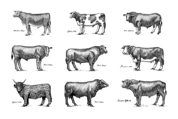 A Group Of Cows Standing Next To Each Other On A White Background. Farm cattle bulls. Different breeds of domestic animals. Engraved hand drawn monochrome sketch. Vintage line art.