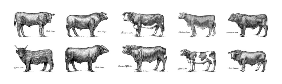 A Group Of Cows Standing Next To Each Other On A White Background. Farm cattle bulls. Different breeds of domestic animals. Engraved hand drawn monochrome sketch. Vintage line art.