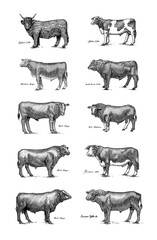 A Group Of Cows Standing Next To Each Other On A White Background. Farm cattle bulls. Different breeds of domestic animals. Engraved hand drawn monochrome sketch. Vintage line art.