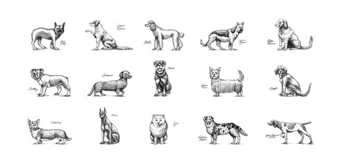 Dogs In This Drawing. Different breeds of domestic animals. Puppy characters design collection. Engraved hand drawn monochrome sketch. Vintage line art.
