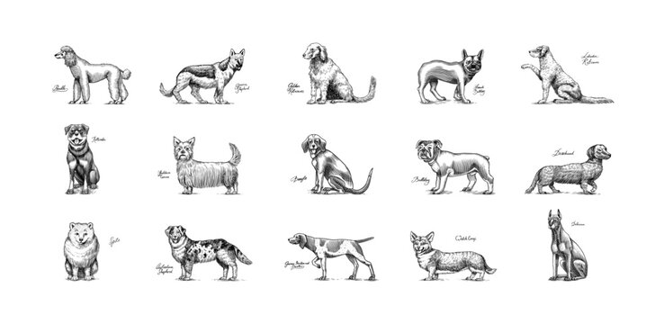 Dogs In This Drawing. Different breeds of domestic animals. Puppy characters design collection. Engraved hand drawn monochrome sketch. Vintage line art.