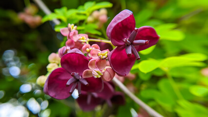 Flowers Akebia close-up. Macro photo of Akebia