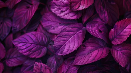 Detailed view of a cluster of purple leaves, perfect for botanical projects. - obrazy, fototapety, plakaty