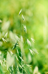 Green oat steam on sunny summer background - 755980512