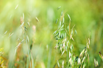 Green oat steam on sunny summer background - 755980515