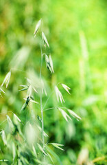 Green oat steam on sunny summer background