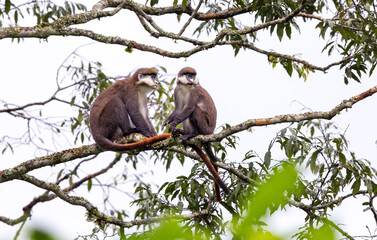 Red-tailed Monkeys on a Branch in Kibale National Park in Uganda