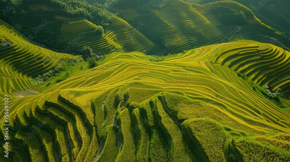 Poster aerial view of a vast field of green grass. suitable for various outdoor and nature concepts.