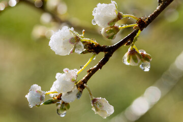 Branch with flowers of fruit trees covered with ice. Close-up, frozen plants after after frost. Seasons.