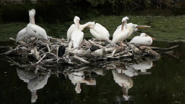 A pelican is a bird of the family Pelecanidae.