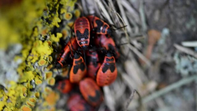 Firebug, Pyrrhocoris apterus, is a common insect of the family Pyrrhocoridae. It may be confused with the similarly coloured though unrelated Corizus hyoscyami (cinnamon bug, squash bug).