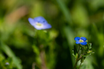 Blue wildflower in nature, blurred background. flower of germander speedwell, bird's-eye speedwell, or cat's eyes (Veronica chamaedrys)