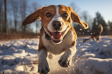 A photo capturing the action of a brown and white dog energetically running through the snowy landscape.