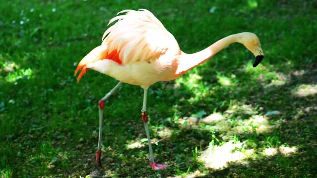 Flamingos are a type of wading bird
