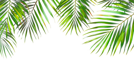 palm leaf border cut out isolated on transparent png background