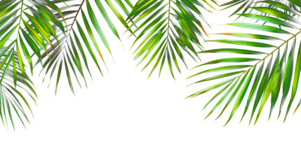 palm leaf border cut out isolated on transparent png background