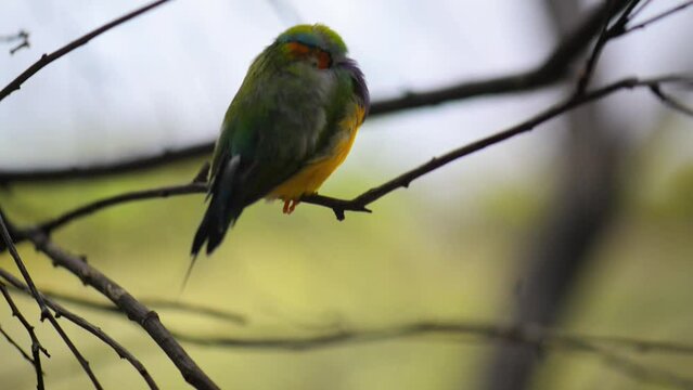 Gouldian finch (Erythrura gouldiae)