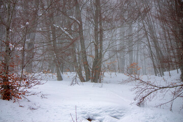 snowy winter in the forest