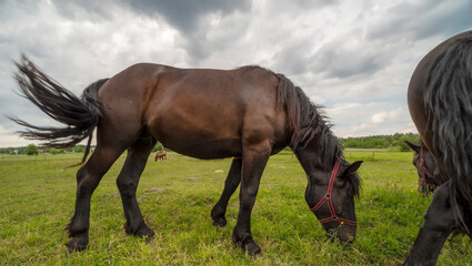 Wypas koni na łące pod zachmurzonym niebem.Koń z rozwianym przez wiatr ogonem i  w czerwonym kantarze ze smakiem zjada trawę i aromatyczne zioła w czerwcowe popołudnie pod zachmurzonym niebem.
