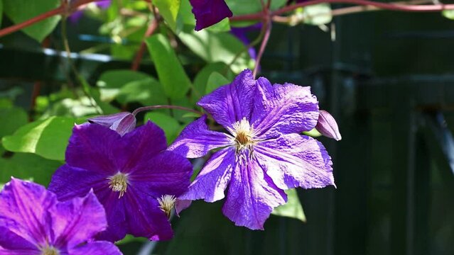 beautiful purple clematis flowers