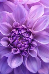 Detailed close up of a large purple flower. Suitable for floral backgrounds.