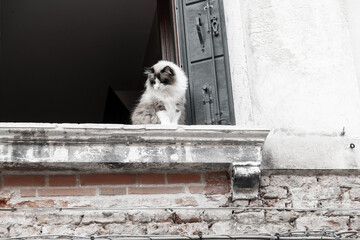 Cat Perched on a Weathered Window Ledge in Venice