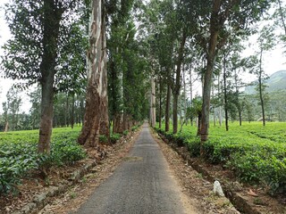 Winding Asphalt Road Through Lush Tea Plantation