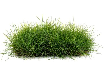 Fresh green grass on a clean white background, suitable for various design projects.
