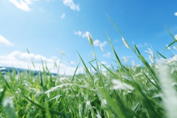 Obraz premium beautiful spring landscape with grass in the field on a bright sunny day, sunlight and beautiful nature, beautiful nature, close view