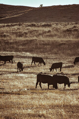 cattle land
