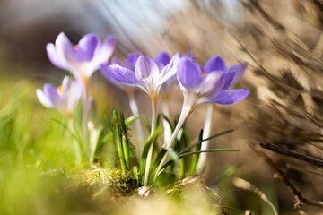 Crocus spring flowers detail with blurred bokeh background