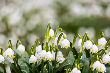 Leucojum - spring snowflake flowers with blurred bokeh background