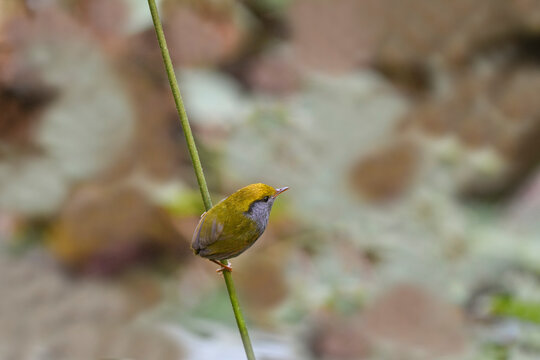 Very Cute Bird, Slaty-bellied Tesia( Tesia olivea) standing on the branch in the nature.