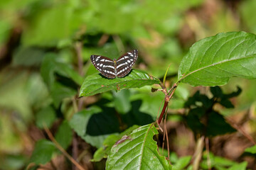 A Beautiful Neptis hylas (Common Sailor) Butterfly Spreading Its Wings - Close up View