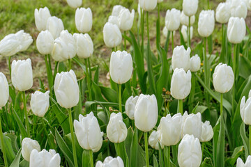 White tulips flowers with green leaves blooming in a meadow, lalwn, park, outdoor. Tulips field, nature, spring, floral background.