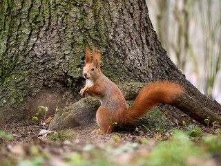 Wiewiórka pospolita / squirrel w Parku im. Wojciecha Bednarskiego © filozofgrecki