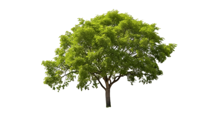 Single tree isolated on transparent background. Forest and foliage in summer for both printing and web pages.

